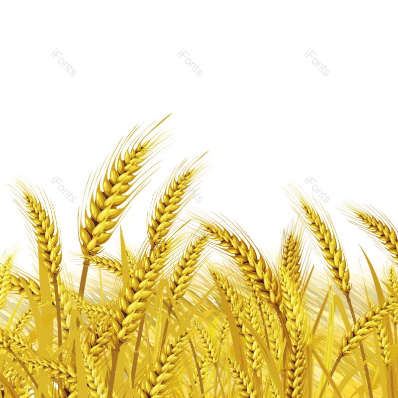 芒种图片,小满元素,秋天PNG,麦子免抠素材